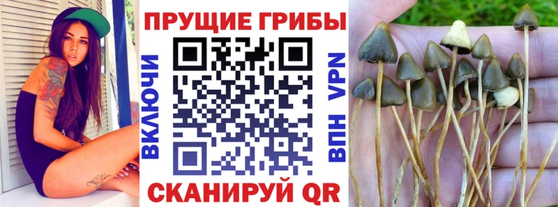 купить закладку  kraken зеркало  площадка формула  Нея  Псилоцибиновые грибы Cubensis 
